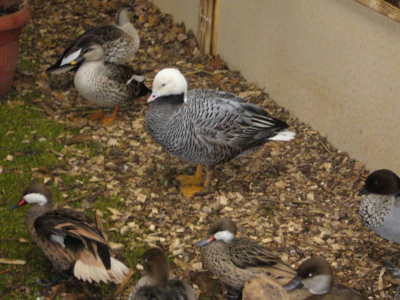 Kreisschau Coesfeld 2008 212.jpg - Schauimpressionen der Kreisschau Coesfeld 2008